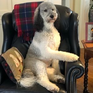 Meet your Posher, Dottie